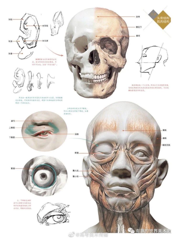 头骨肌肉,骨骼结构解析