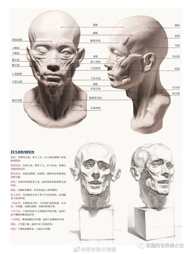 头骨肌肉,骨骼结构解析
