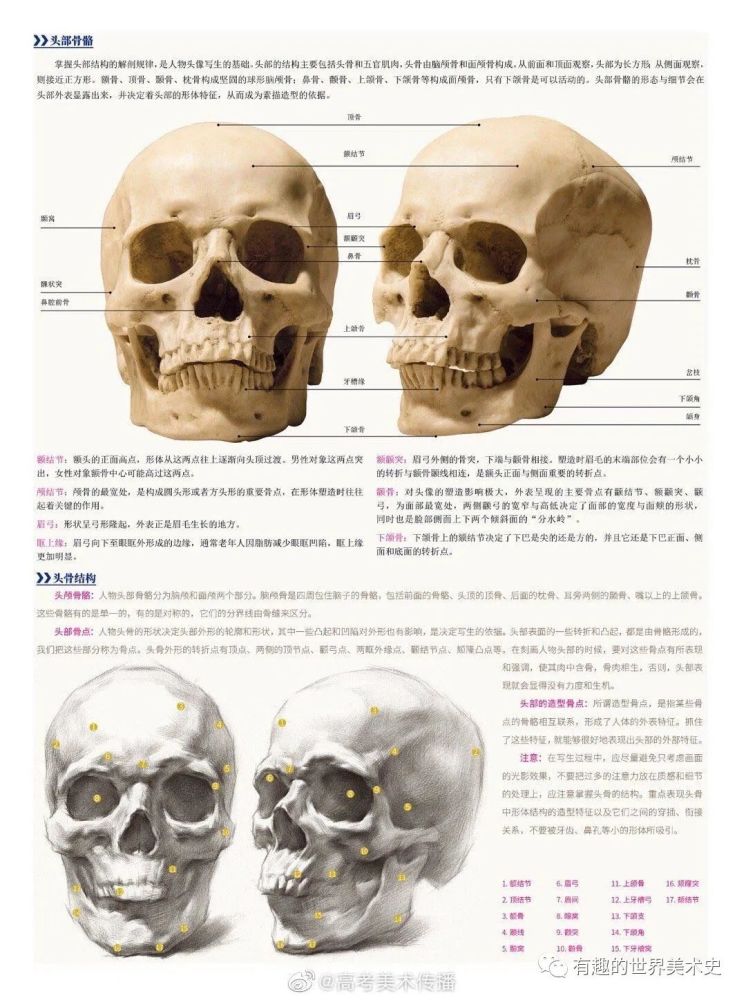 头骨肌肉,骨骼结构解析