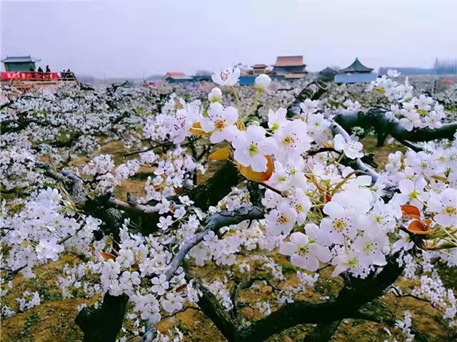 3月25日上午,"2021江北水城·运河古都——冠县第十六届梨园文化观光