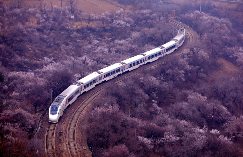 3月26日,北京市郊铁路s2线列车在花海中行进.