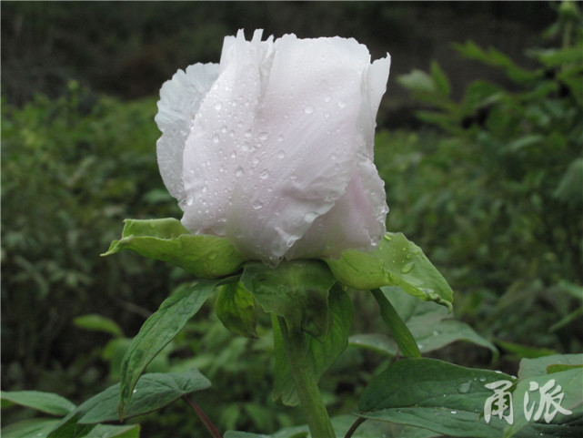 挺拔的白牡丹花蕾有几分玫瑰花的气质.