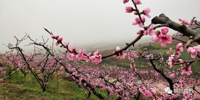 陕西鄠邑区柳泉村的桃花节