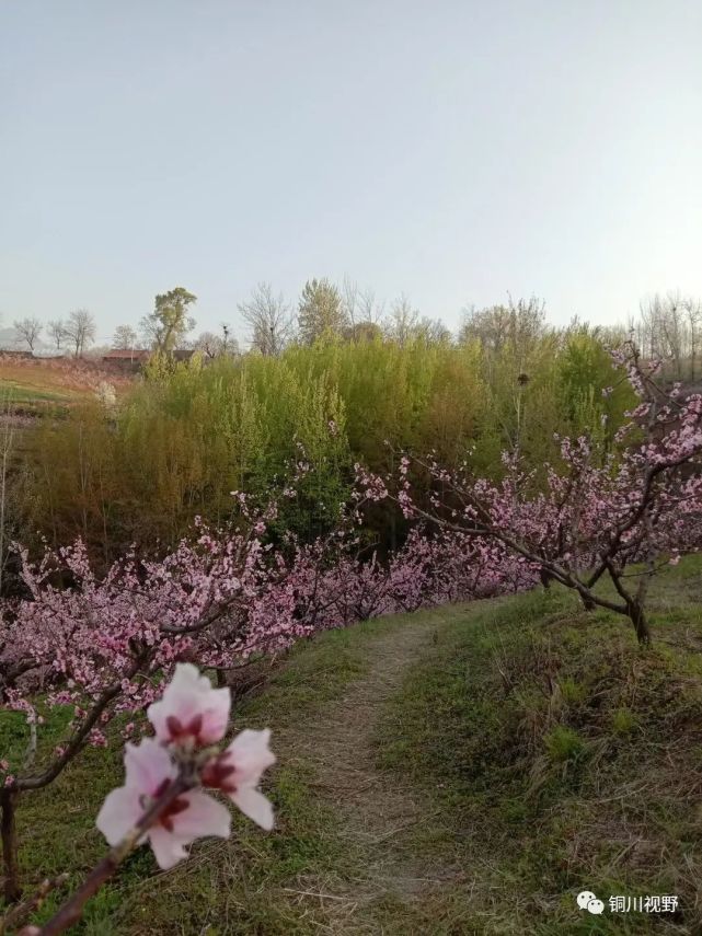 陕西鄠邑区柳泉村的桃花节