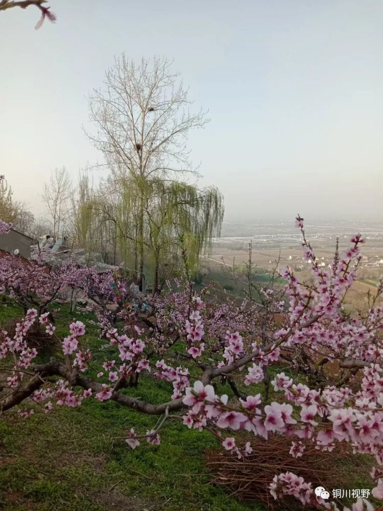 陕西鄠邑区柳泉村的桃花节