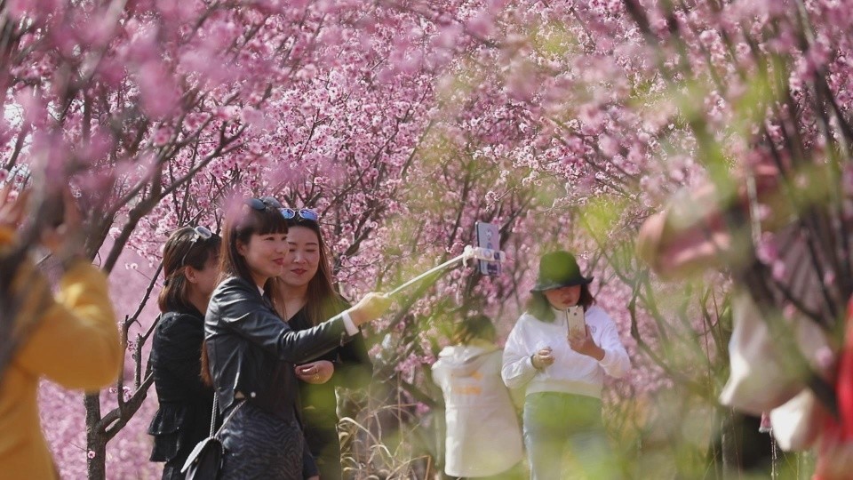 商洛金凤山:红梅枝头春意闹 花海畅游嗅梅香