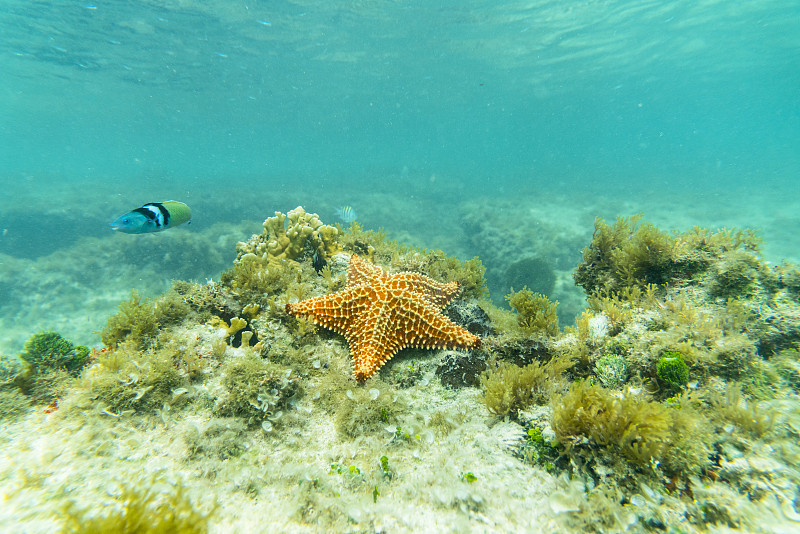 食量甚大的海底蝗虫海星