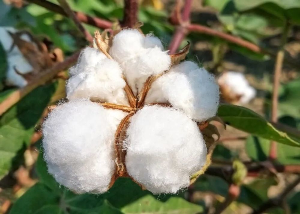 短短30年,新疆棉花产量从忽略不计,到占据全国87%,发生了什么