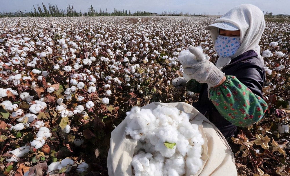 短短30年,新疆棉花产量从忽略不计,到占据全国87%,发生了什么