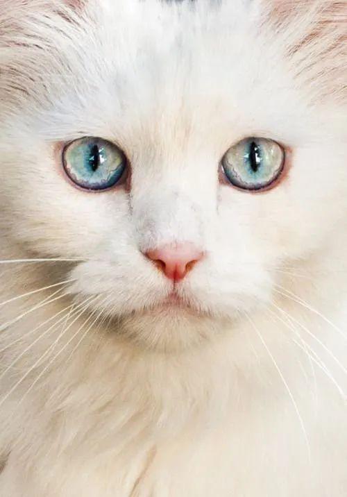 一组唯美的猫眼图片:猫咪的眼中装着星辰和大海