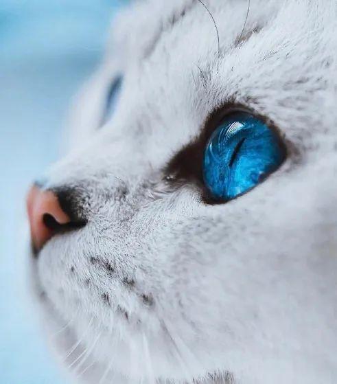 一组唯美的猫眼图片:猫咪的眼中装着星辰和大海