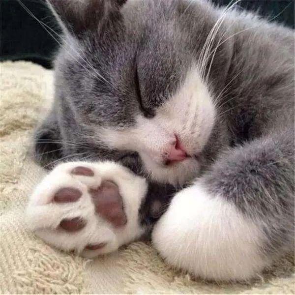 一组治愈的猫咪肉垫图片:这确定不是小山竹吗?