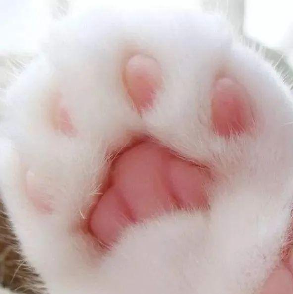 一组治愈的猫咪肉垫图片:这确定不是小山竹吗?