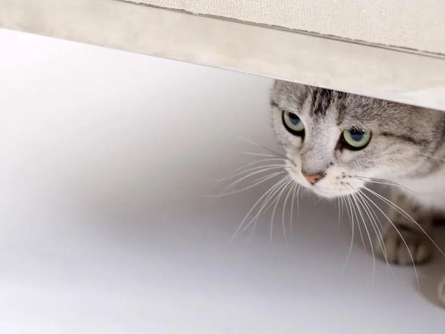 猫咪的叫声在表达什么意思呢?来看看你的"猫语"是否达到了十级