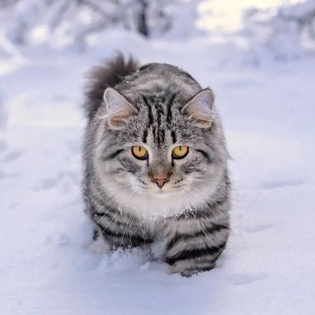 雪地里的西伯利亚猫,简直太美了吧!