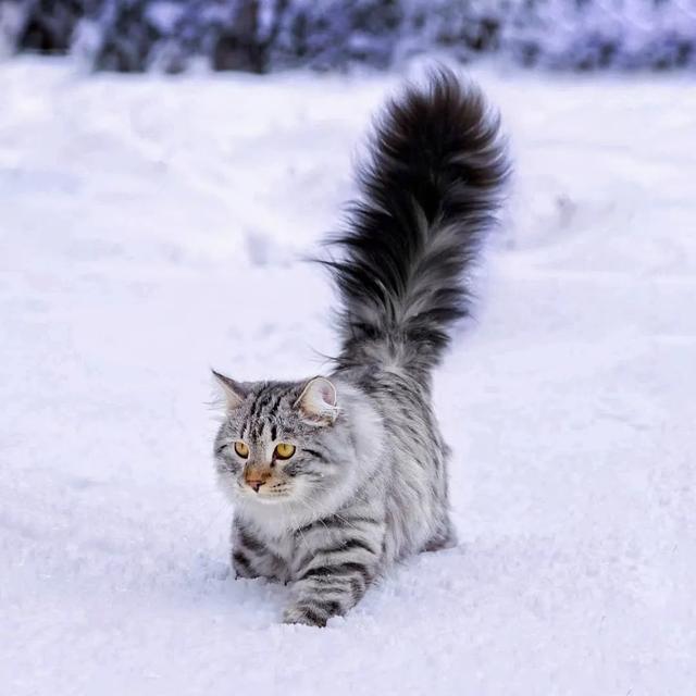 嘿～其实是雪地里的小猫咪啦 给大家分享一组雪地里的西伯利亚猫