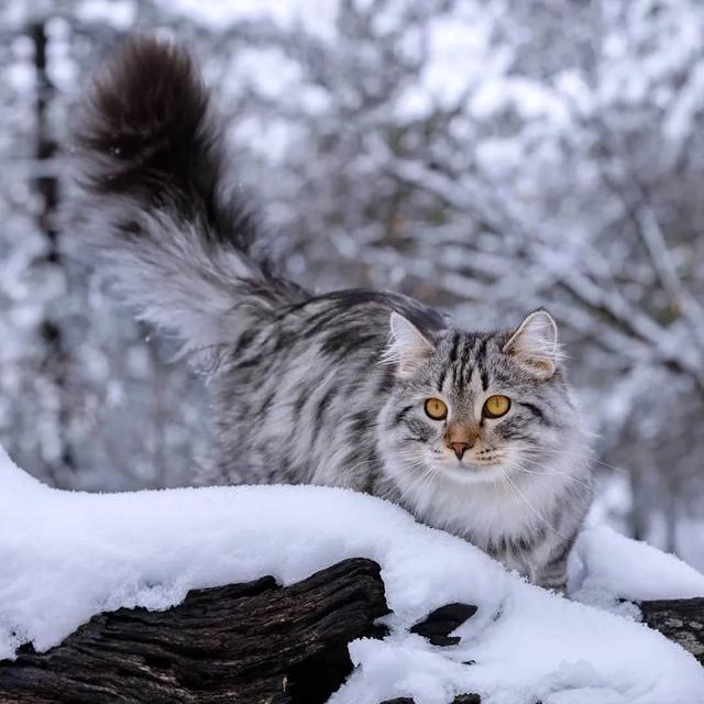 雪地里的西伯利亚猫,简直太美了吧!