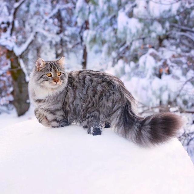 雪地里的西伯利亚猫,简直太美了吧!