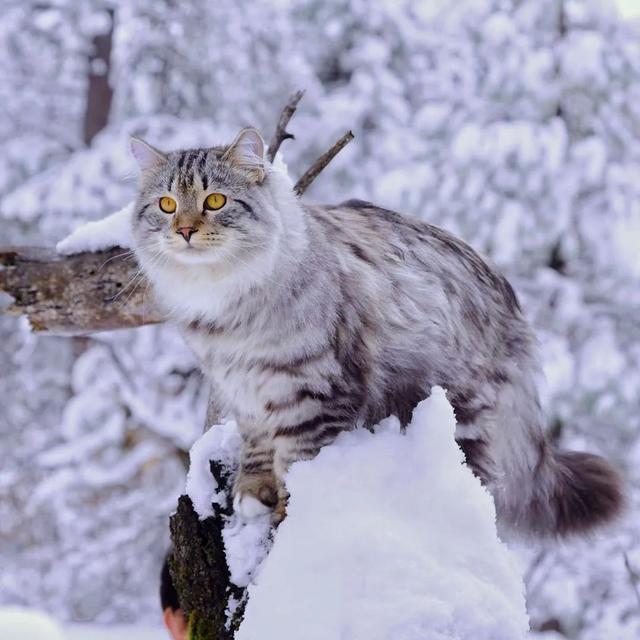 雪地里的西伯利亚猫,简直太美了吧!