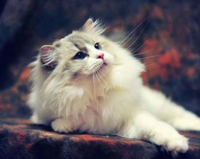 一组大体型猫咪图片:缅因猫霸气,布偶猫可爱,麻烦帮我