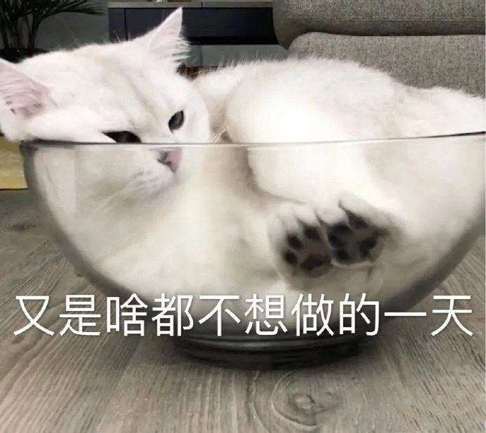 糊糊可爱猫咪表情包