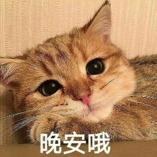 糊糊可爱猫咪表情包