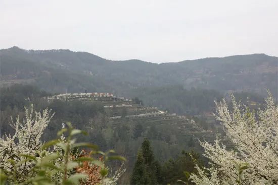 万源市30万亩明前茶开采巴山富硒茶叶满屋飘香