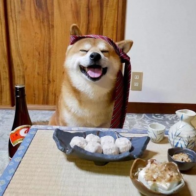 超治愈笑容/憨憨柴犬头像
