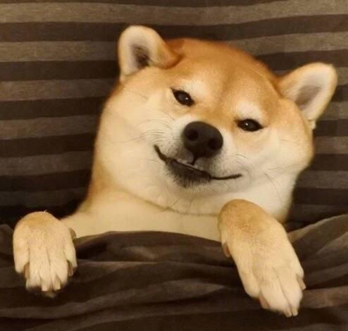 超治愈笑容/憨憨柴犬头像