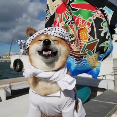 超治愈笑容/憨憨柴犬头像