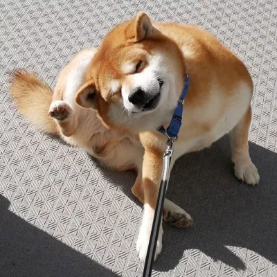 超治愈笑容/憨憨柴犬头像