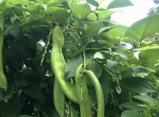 大刀豆种植技术,无论在露地,家里都可以栽培,采收期长达几个月