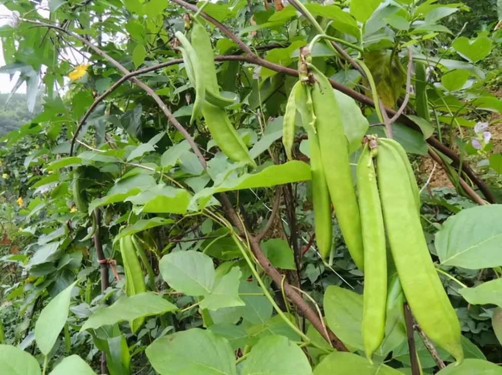 大刀豆种植技术,无论在露地,家里都可以栽培,采收期长