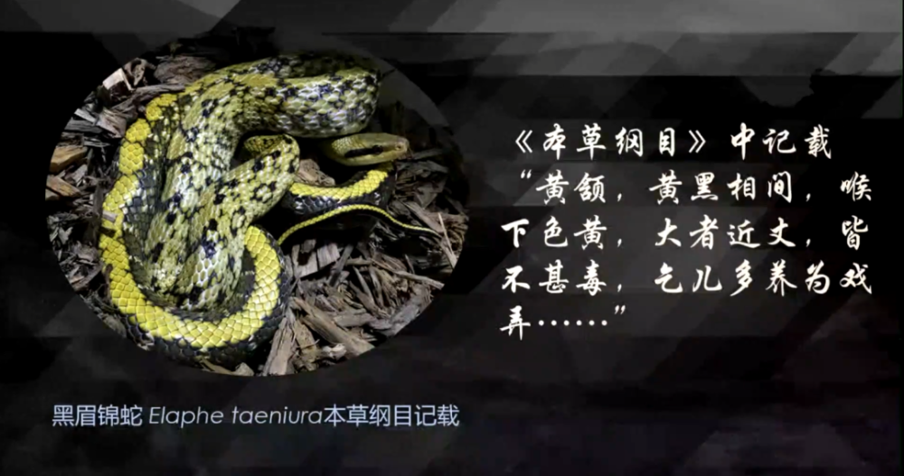 养什么蛇成语_成语故事简笔画(3)