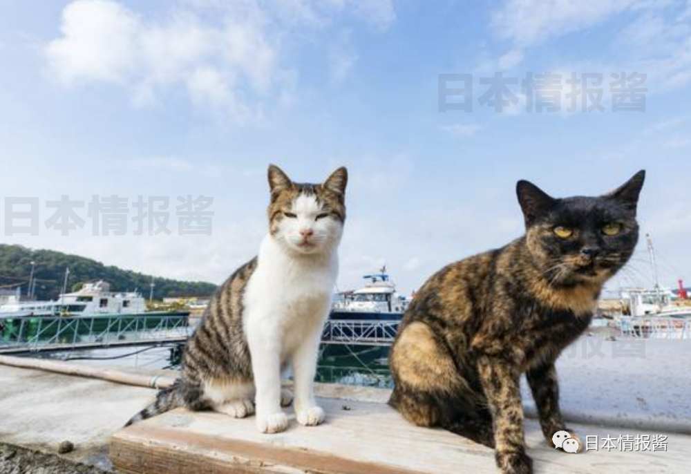 日本猫岛你知道几个?绝不能错过的疗愈心灵之旅!