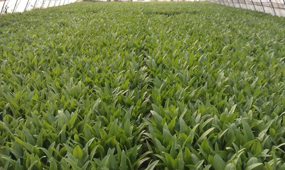 油麦菜速生高产无公害栽培
