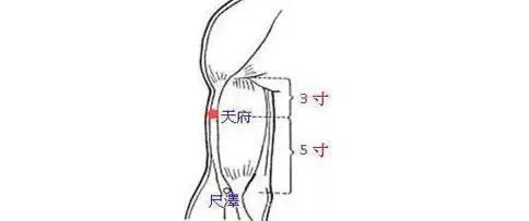 每日一穴天府穴调肺气清上焦疏经络