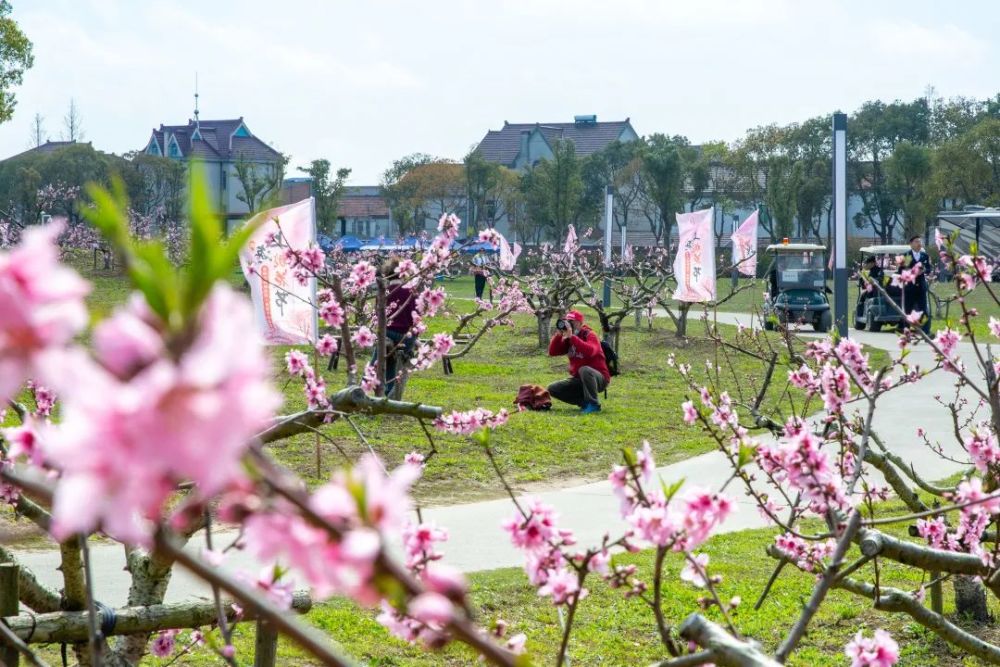 十余亩桃花盛开两条旅游线路待君来这个镇桃花美乡村更美