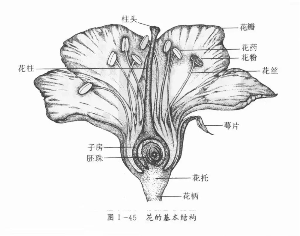 宫崎骏最爱的花英国女王亲自颁奖绣球究竟有什么魔力