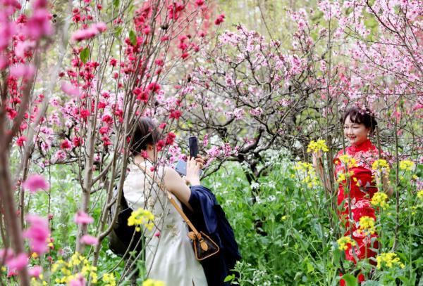 3月26日,游客们在上海南汇桃花村内游览赏花(无人机照片).