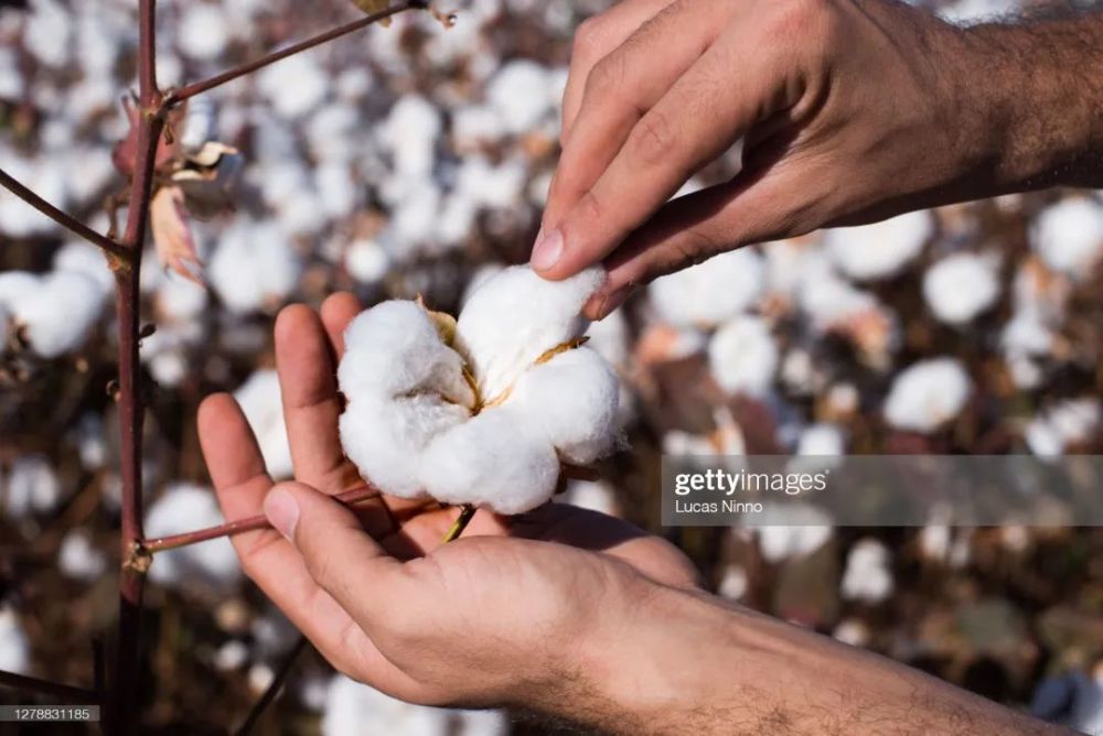 面料课堂│棉花的种类有哪些新疆棉与世界其他主要棉区产棉有什么不同