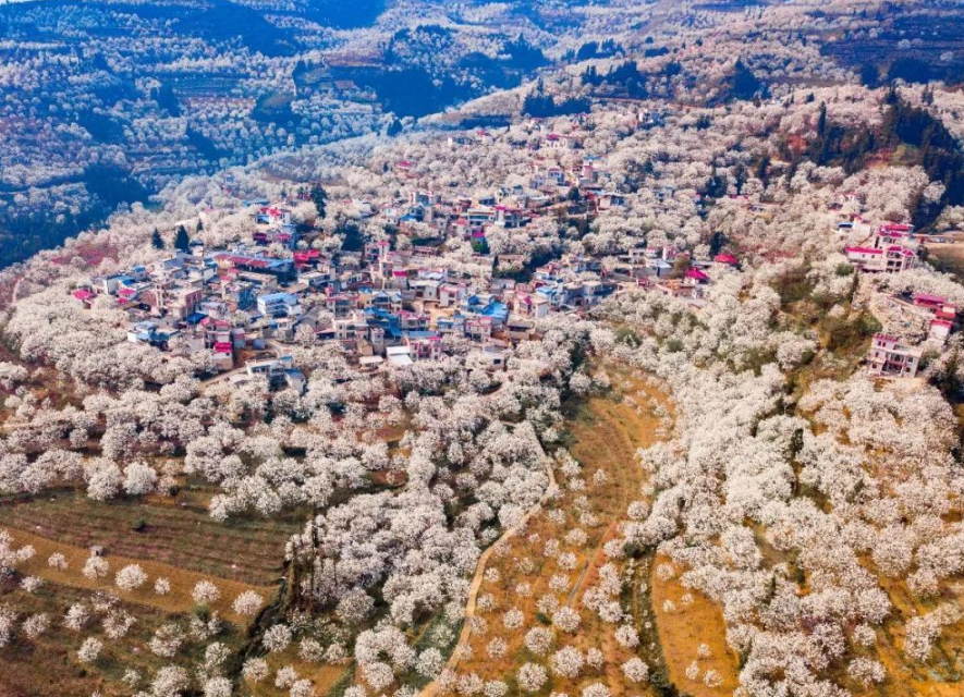 云南个旧加级寨千树万树梨花开 万亩梨园绽放魅力春景