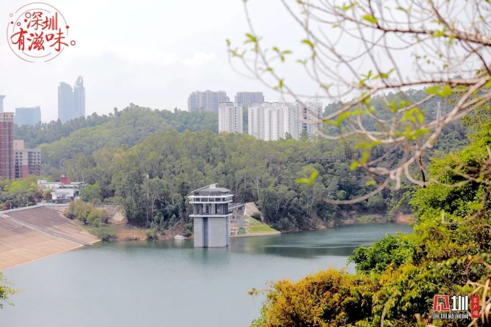 湖光山色,绿树成荫.从梅林绿道看梅林水库,风景这边独好.