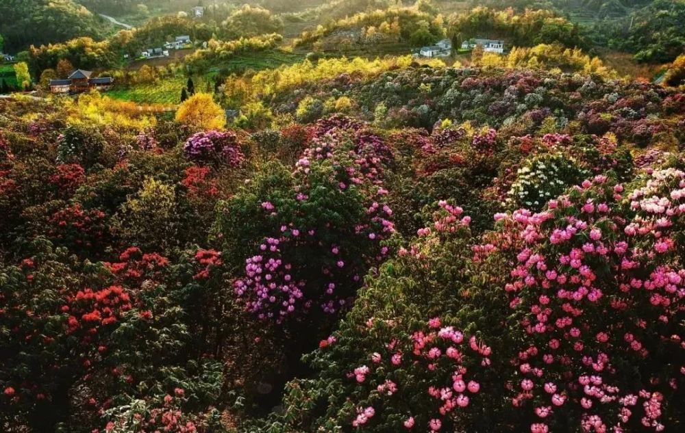 百里杜鹃花海徒步,世界最大天然花园,不能错过的贵州美景