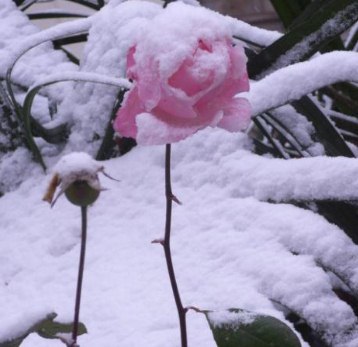 抖音下雪超级火的文案句子简短