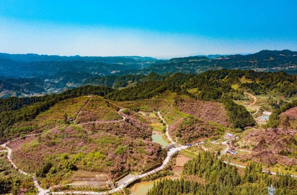 人间三月,遍地芬芳 在巴南天台花谷 已是漫天樱花雨 是的 石滩天台花