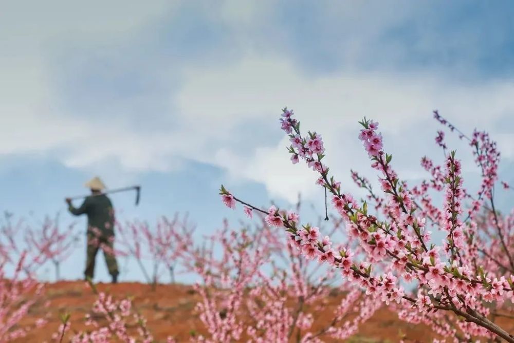 桃花树下桃花仙