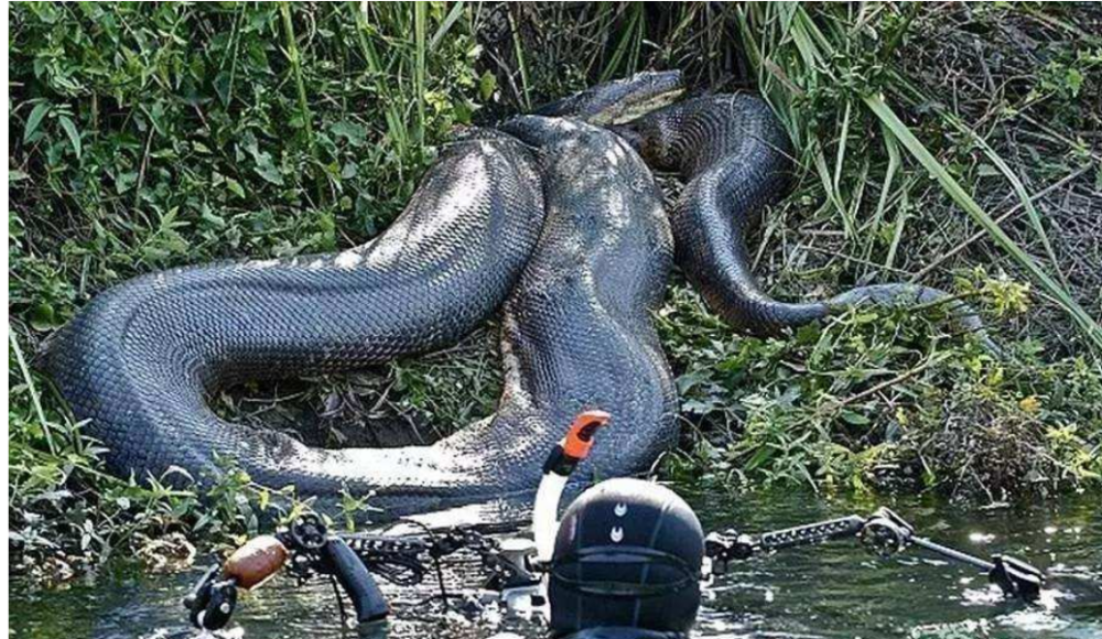 蛇到底能有多长?二战飞行员拍到一条巨蟒,至今都是未解之谜