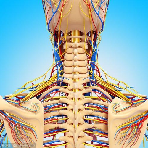 脊柱与周边的神经血管之间的关系