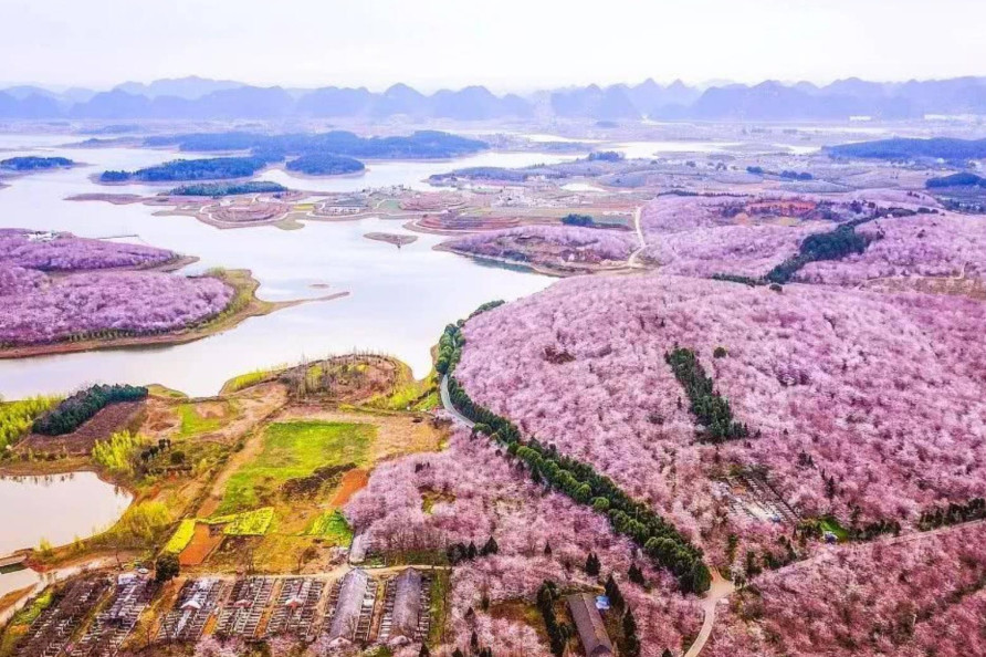 贵州平坝樱花园2021开放时间公布,万亩樱花已就位,门票0元
